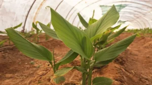 محصول الكركم الذهبي في تبوك يحقق إنتاجاً استثنائياً خلال 8 أشهر